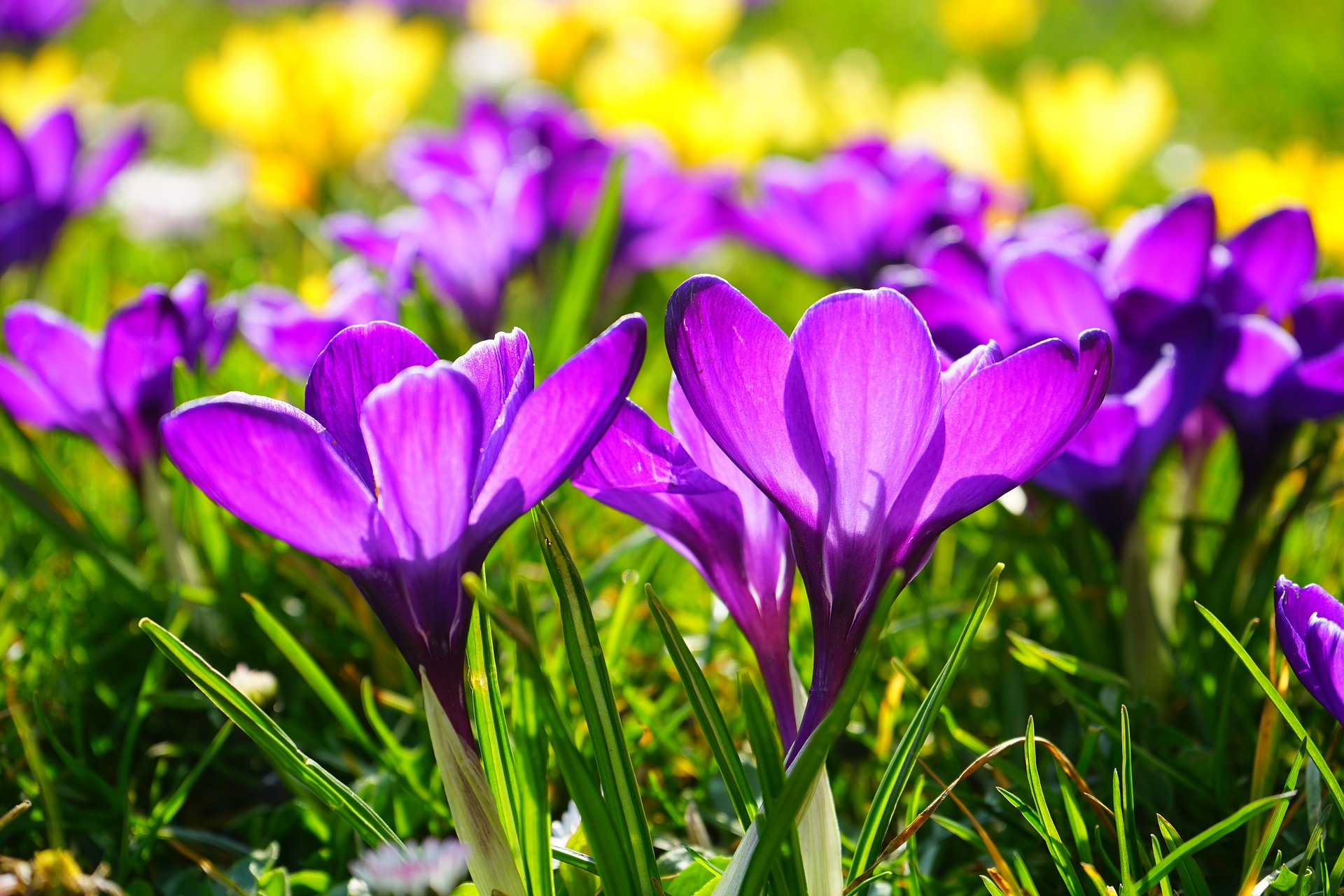spring image